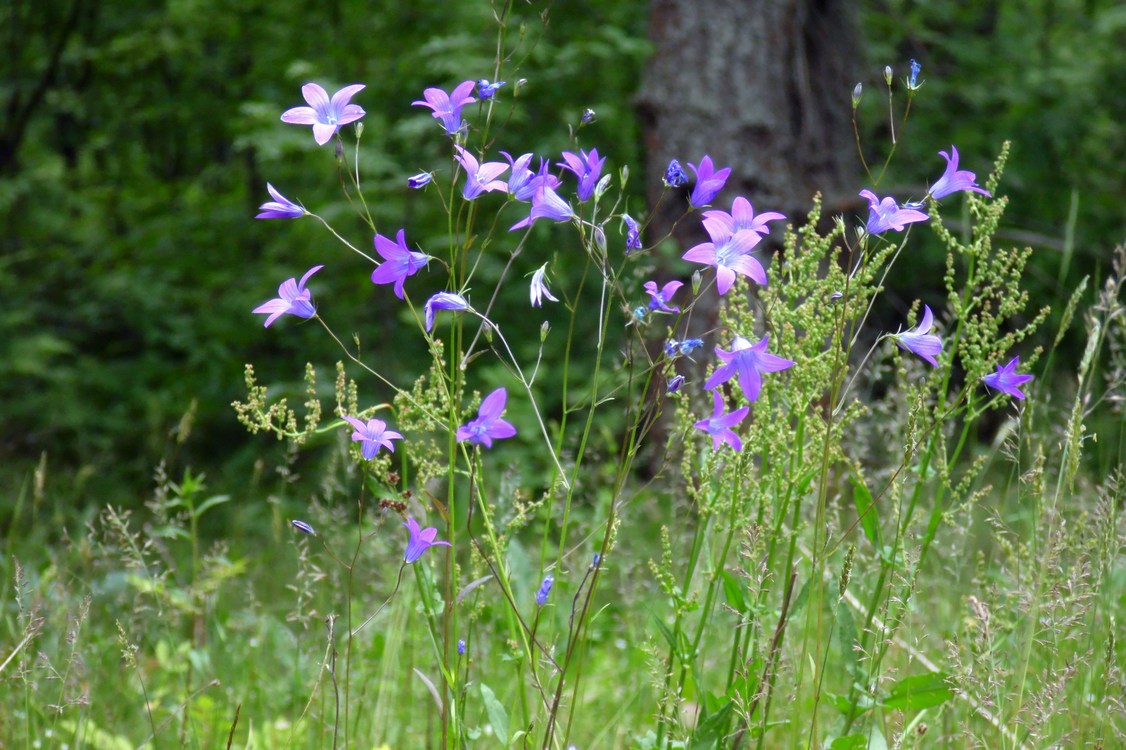 Image of Campanula patula specimen.