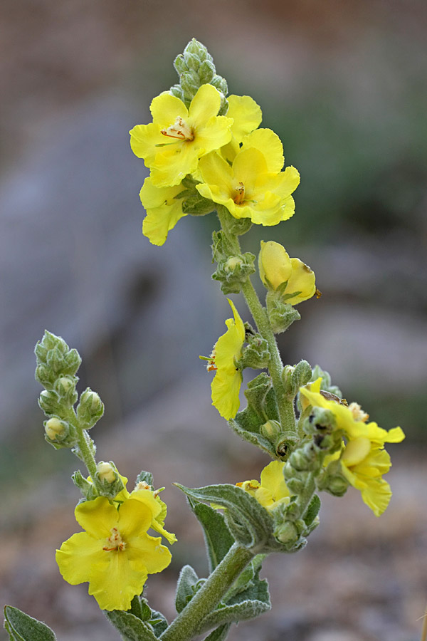 Image of Verbascum songaricum specimen.