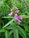 Stachys palustris. Верхушка цветущего растения. Беларусь, Минская обл., Борисовский р-н, дер. Белино, берег реки Березины. 19.08.2011.