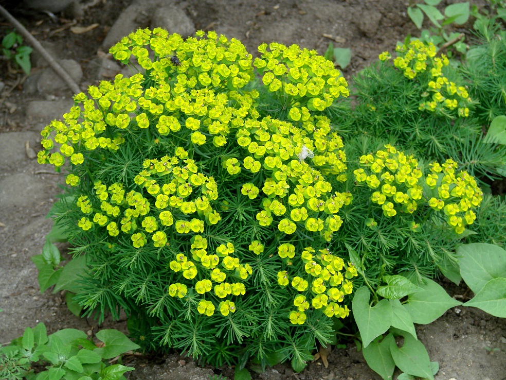 Изображение особи Euphorbia cyparissias.