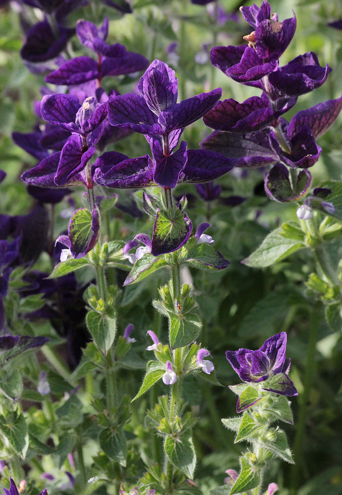 Image of Salvia viridis specimen.