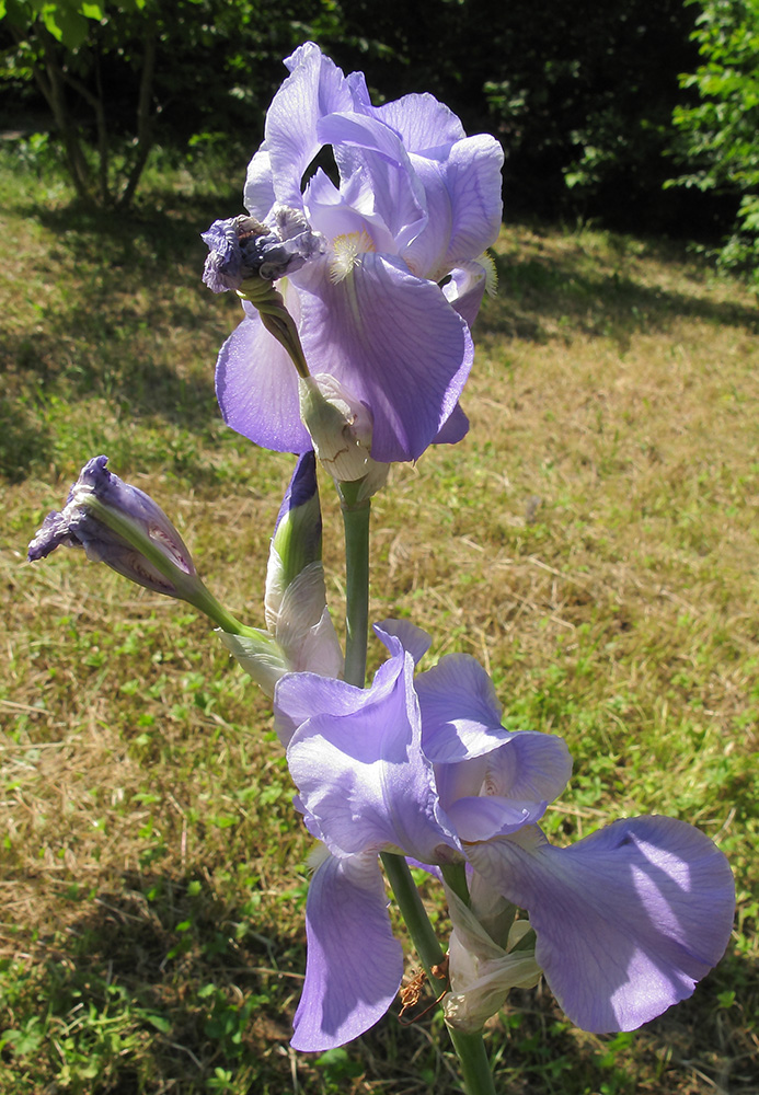 Image of Iris pallida specimen.