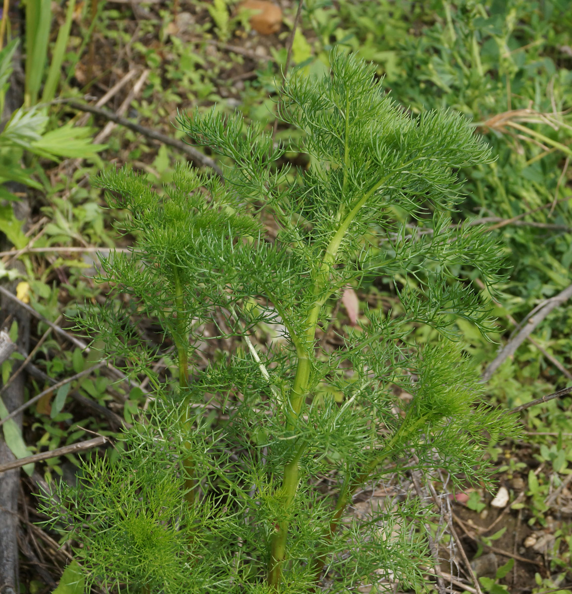 Image of Tripleurospermum inodorum specimen.