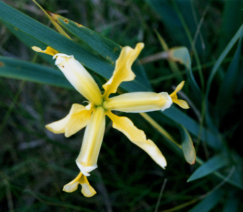 Изображение особи Iris halophila.