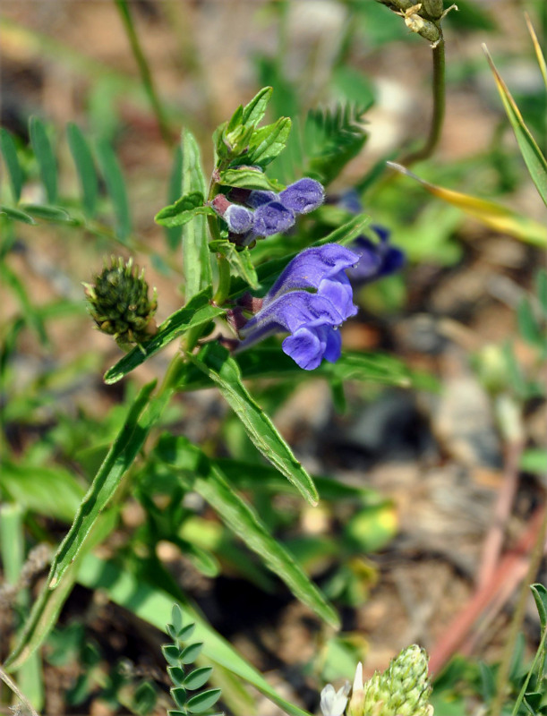 Изображение особи Scutellaria scordiifolia.