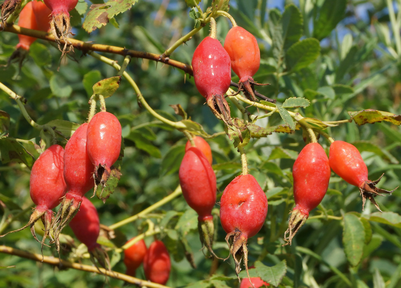 Image of Rosa acicularis specimen.