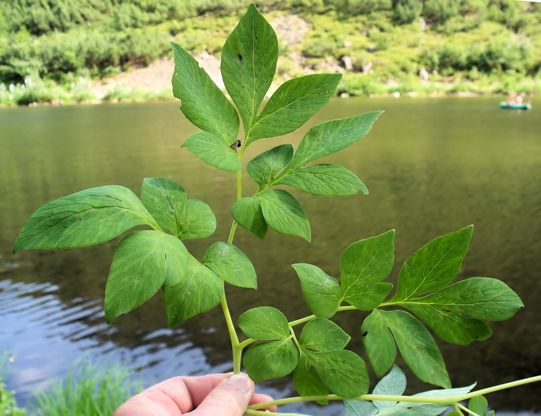 Изображение особи Corydalis gigantea.