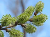 Salix cinerea. Веточка с соцветиями. Восточный Казахстан, Уланский р-н, окр. с. Украинка. 23.04.2005.