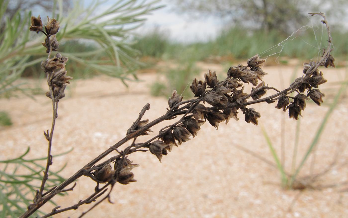 Image of genus Artemisia specimen.