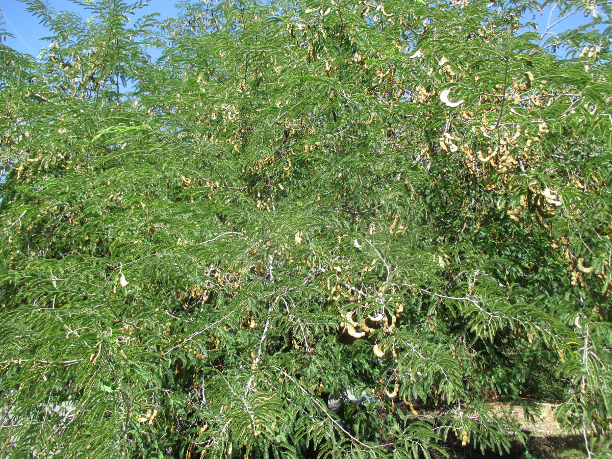 Image of Tamarindus indica specimen.