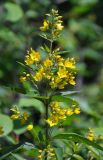 Lysimachia vulgaris. Верхушка побега с соцветиями. Московская обл., окр. г. Железнодорожный, опушка смешанного леса. 29.06.2016.