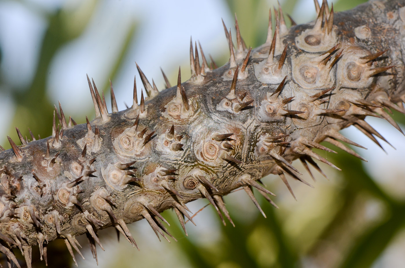 Image of Pachypodium lamerei specimen.