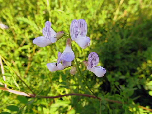 Image of Vicia sylvatica specimen.