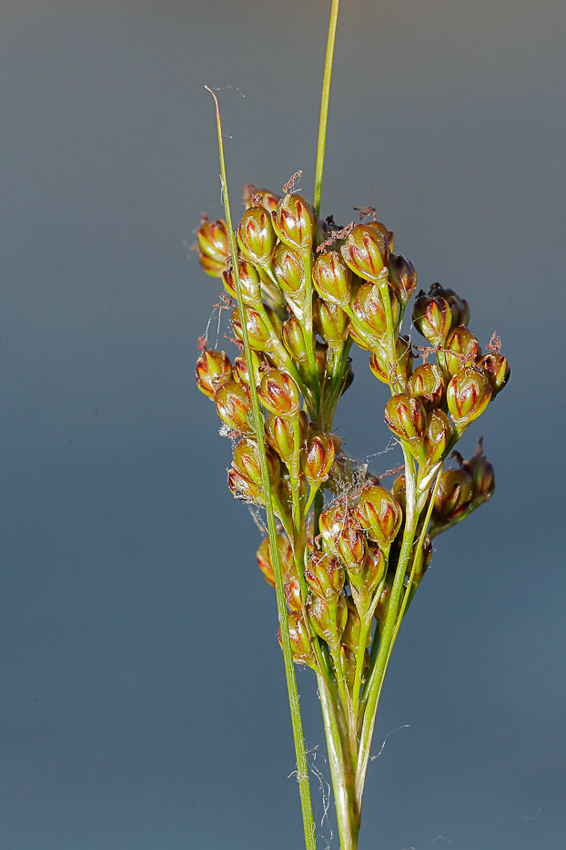 Изображение особи Juncus compressus.