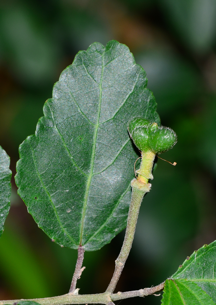 Изображение особи Grewia occidentalis.