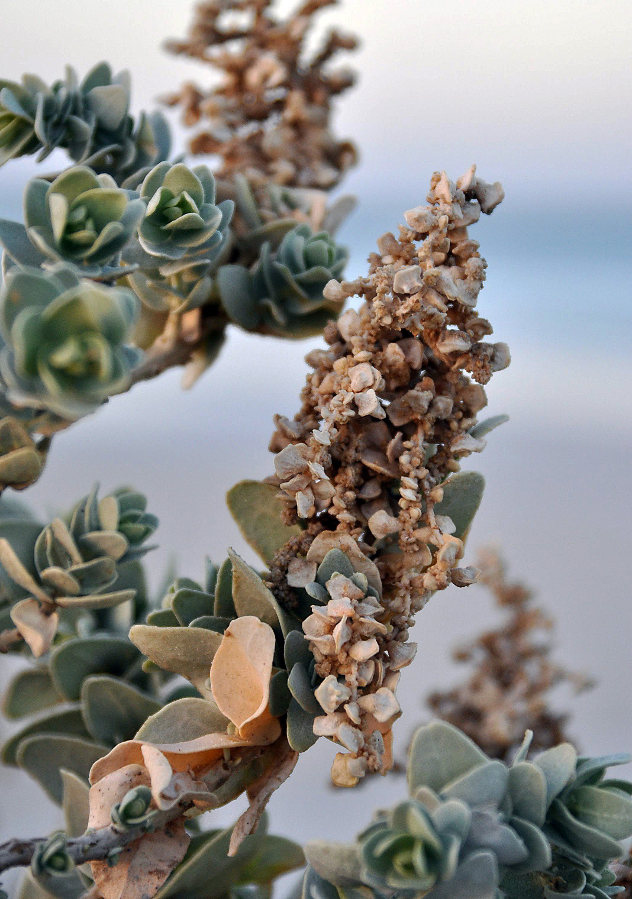 Image of Atriplex farinosa specimen.