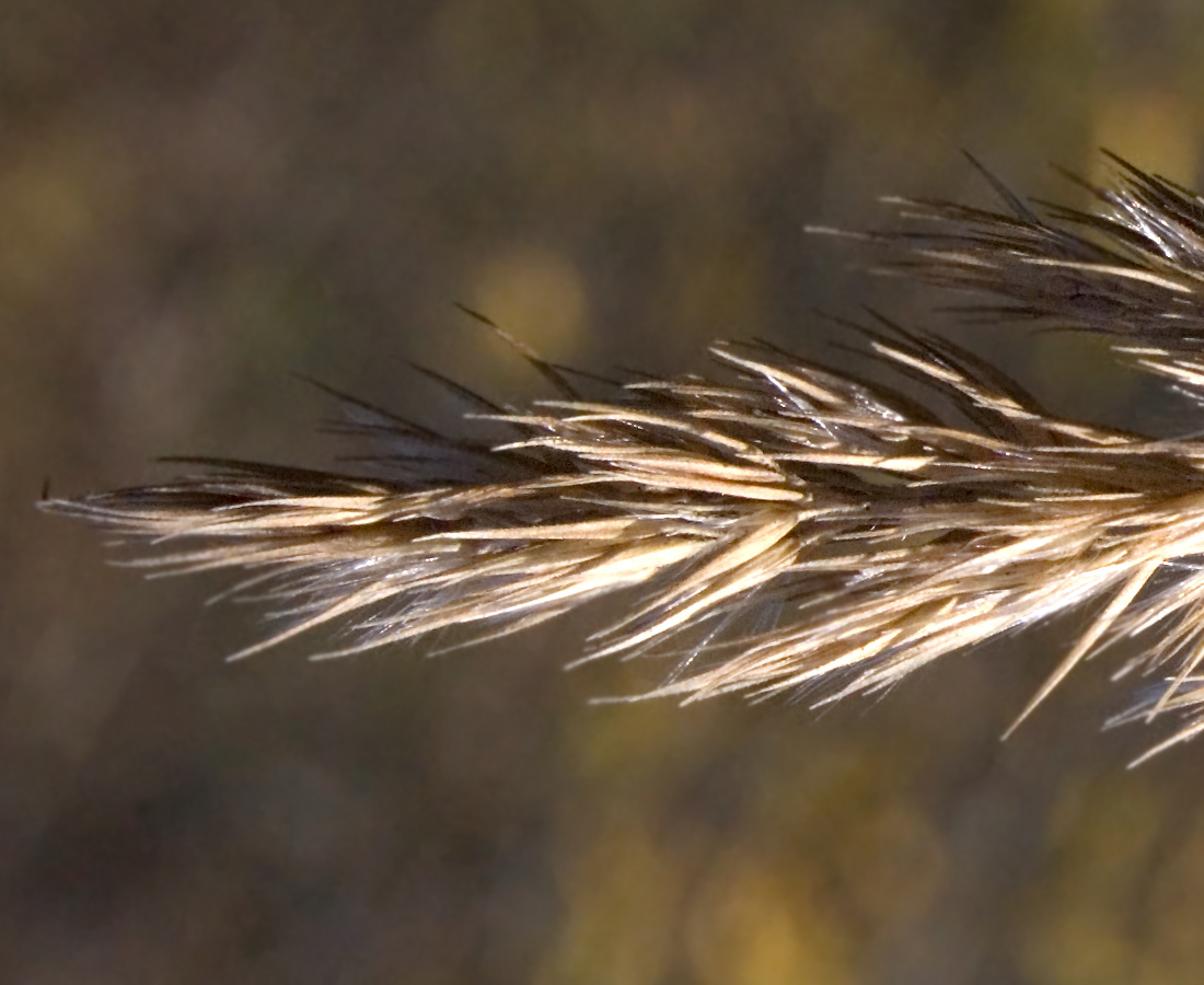 Image of Calamagrostis epigeios specimen.