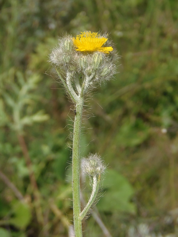 Image of genus Pilosella specimen.