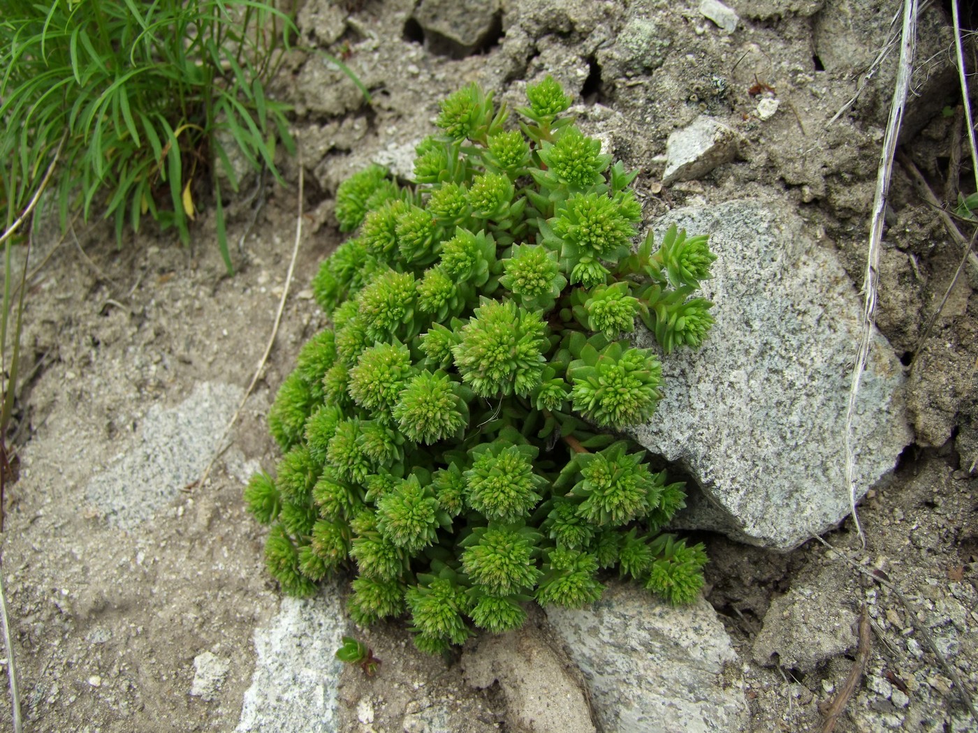 Image of Hylotelephium cyaneum specimen.