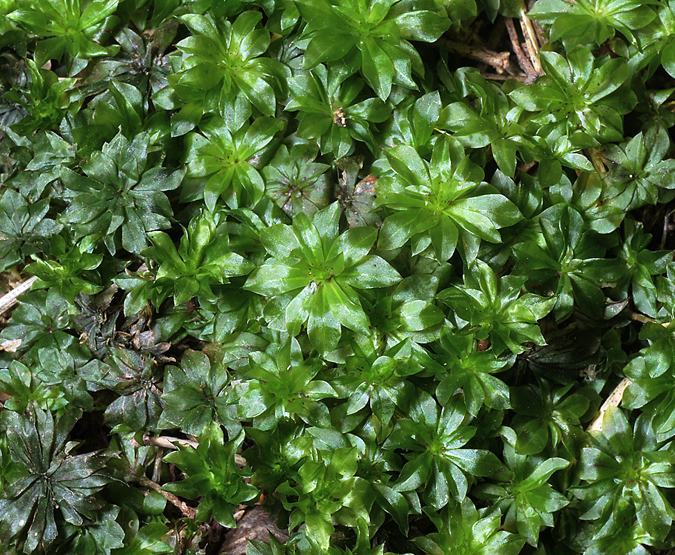 Image of Rhodobryum roseum specimen.