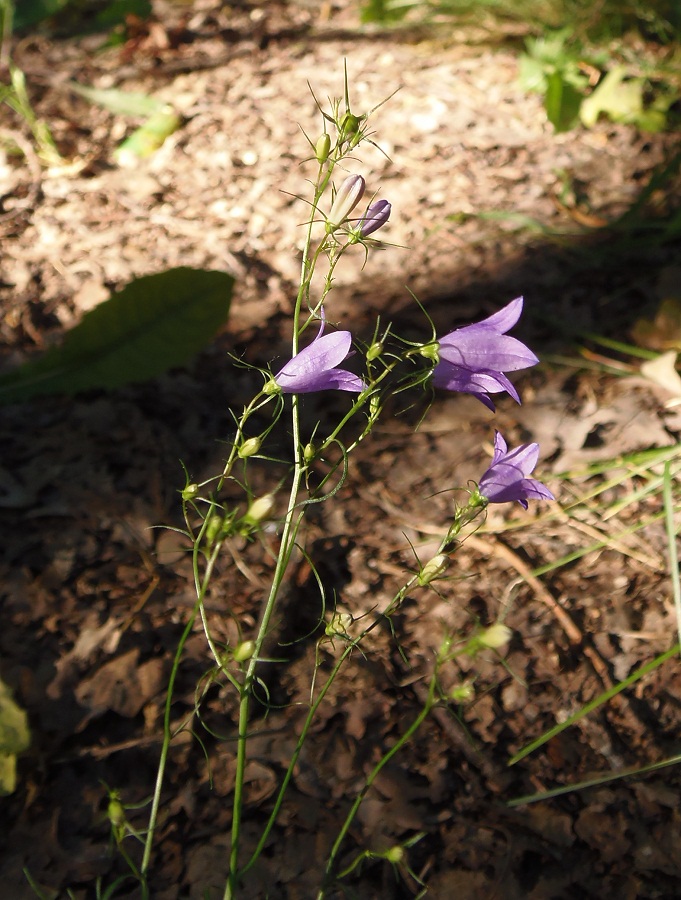 Image of Campanula rotundifolia specimen.