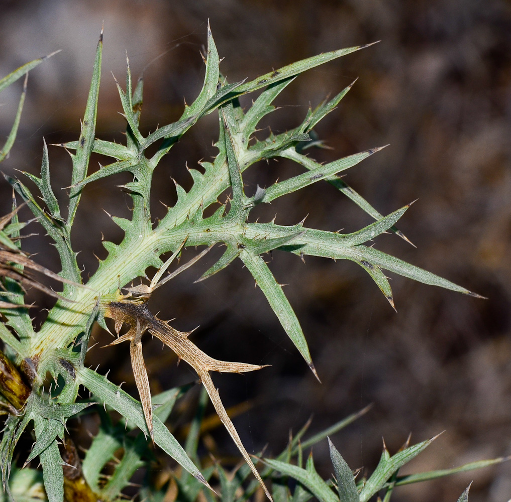 Изображение особи Eryngium glomeratum.