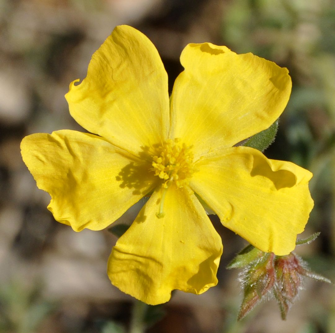 Image of Fumana arabica specimen.