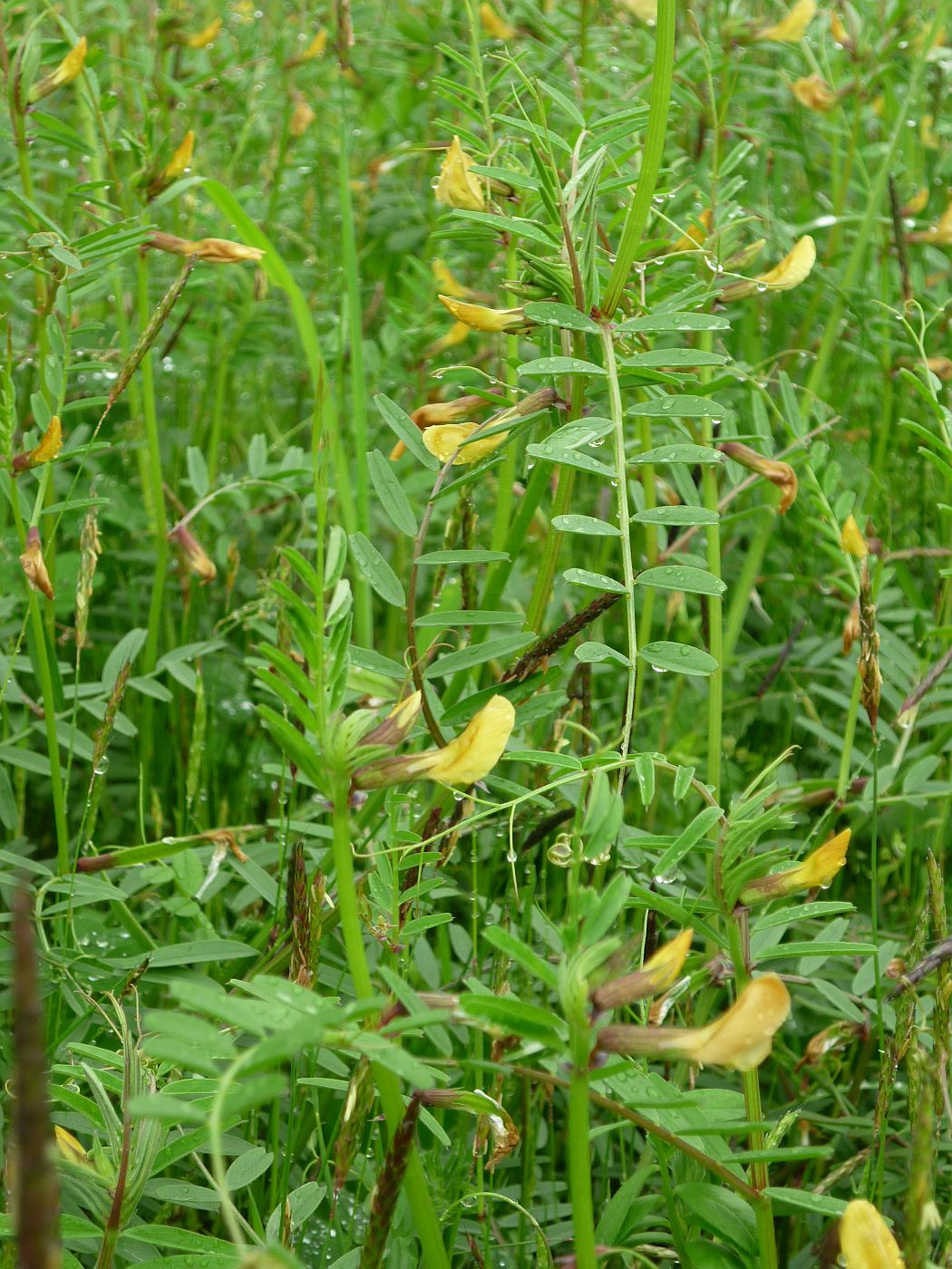 Image of Vicia biebersteinii specimen.