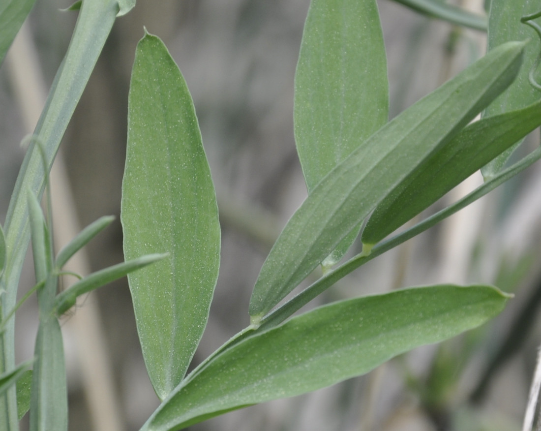 Image of Lathyrus clymenum specimen.