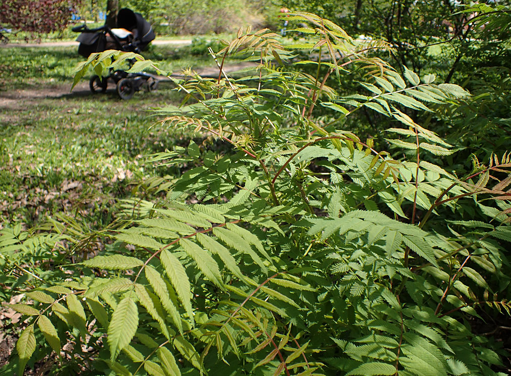 Image of Sorbaria sorbifolia specimen.