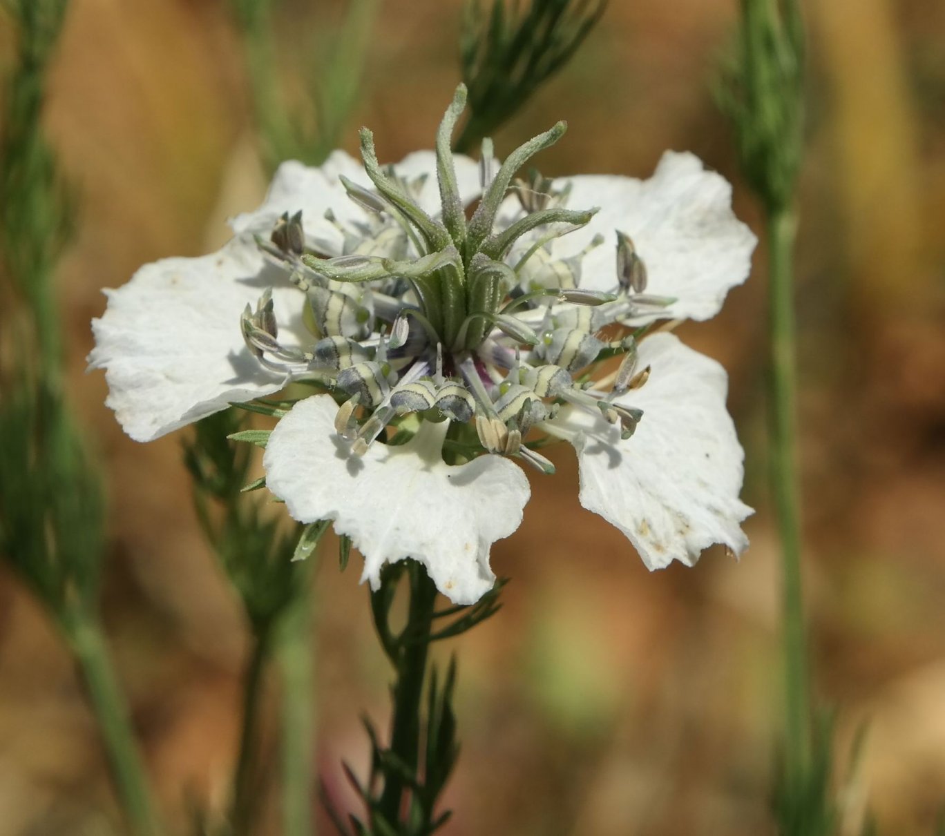 Image of Nigella arvensis specimen.