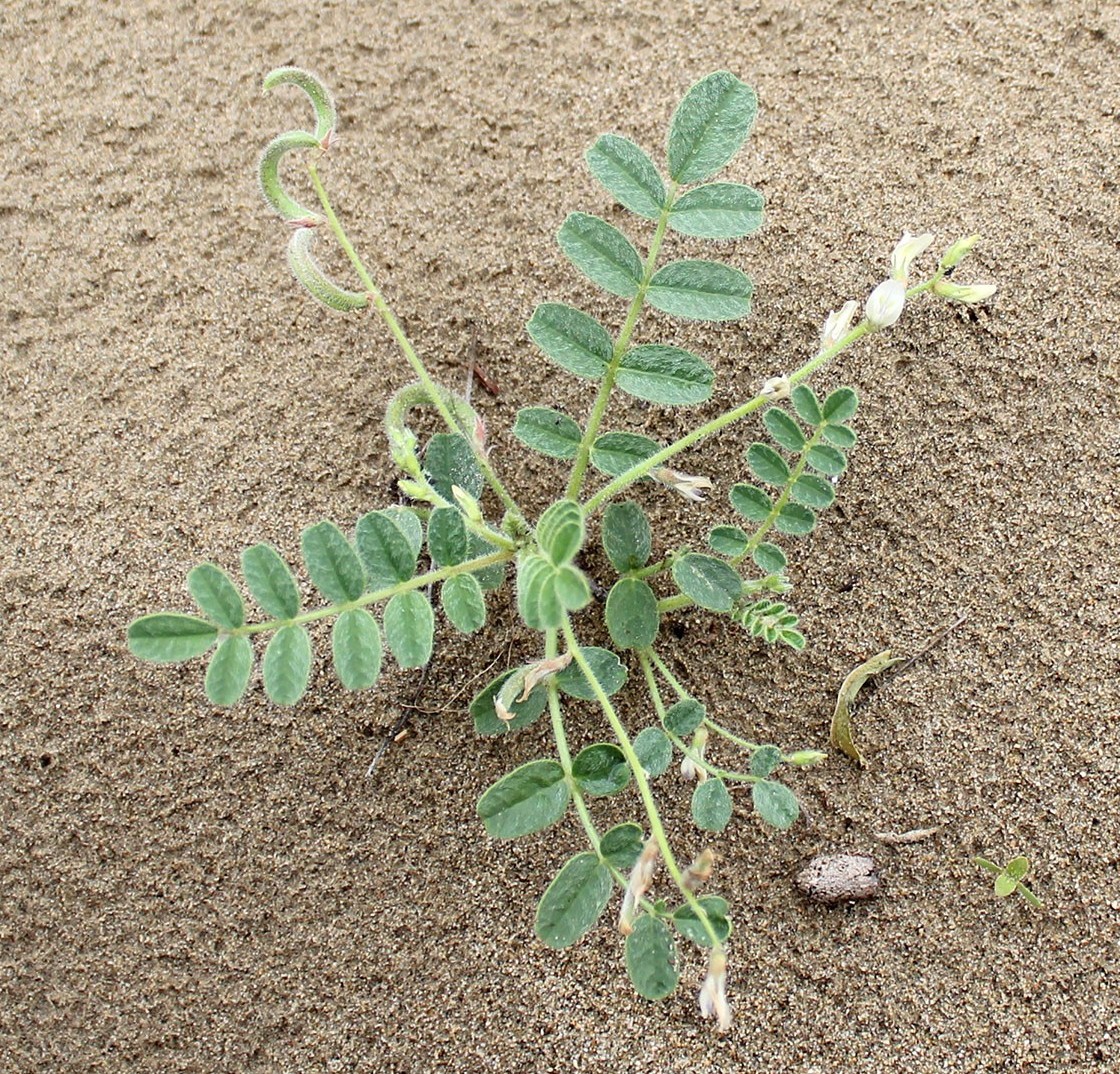 Image of Astragalus arpilobus specimen.