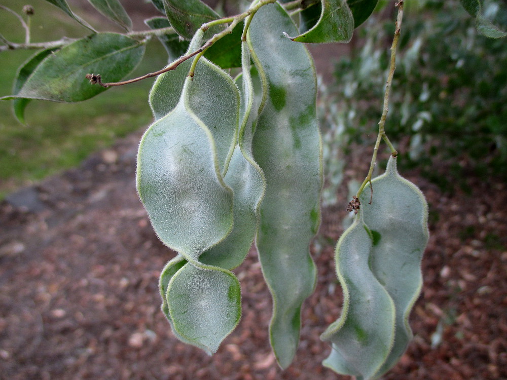 Image of Acacia podalyriifolia specimen.