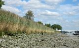 Phragmites australis. Заросли плодоносящих растений. Бельгия, г. Антверпен, берег р. Шельды. Август.