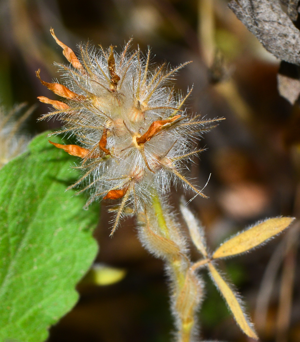 Image of Trifolium palaestinum specimen.