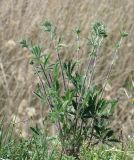 Potentilla obscura. Растение на краю обрыва над карьером. Краснодарский край, Кущёвский р-н, станица Шкуринская, сухой склон. 07.05.2010.