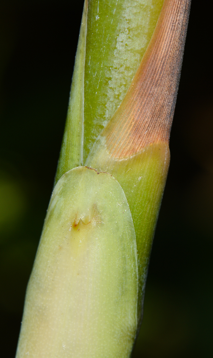 Image of Etlingera elatior specimen.