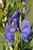 Aconitum soongaricum