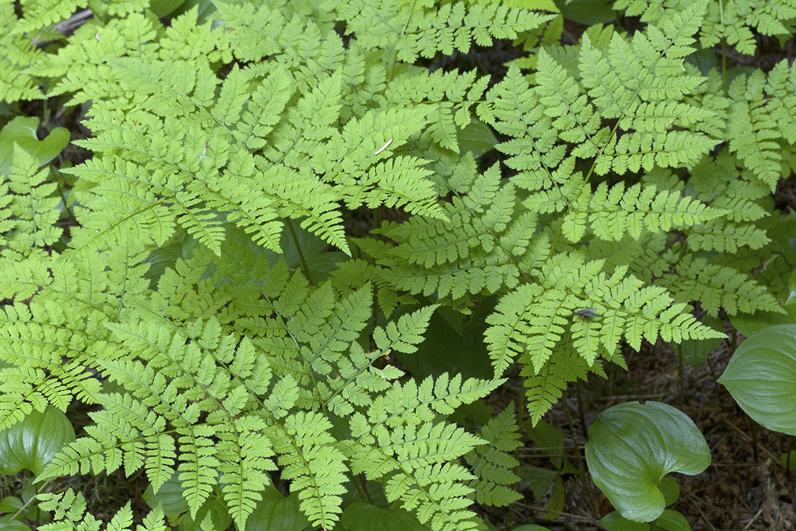 Image of Dryopteris amurensis specimen.