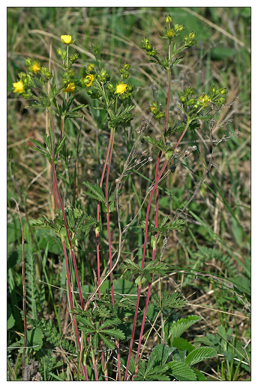 Изображение особи Potentilla longipes.