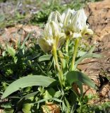 Iris subspecies attica