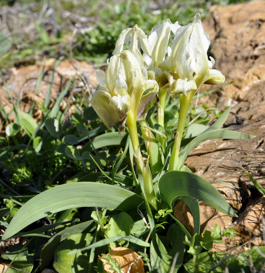 Image of Iris pumila ssp. attica specimen.