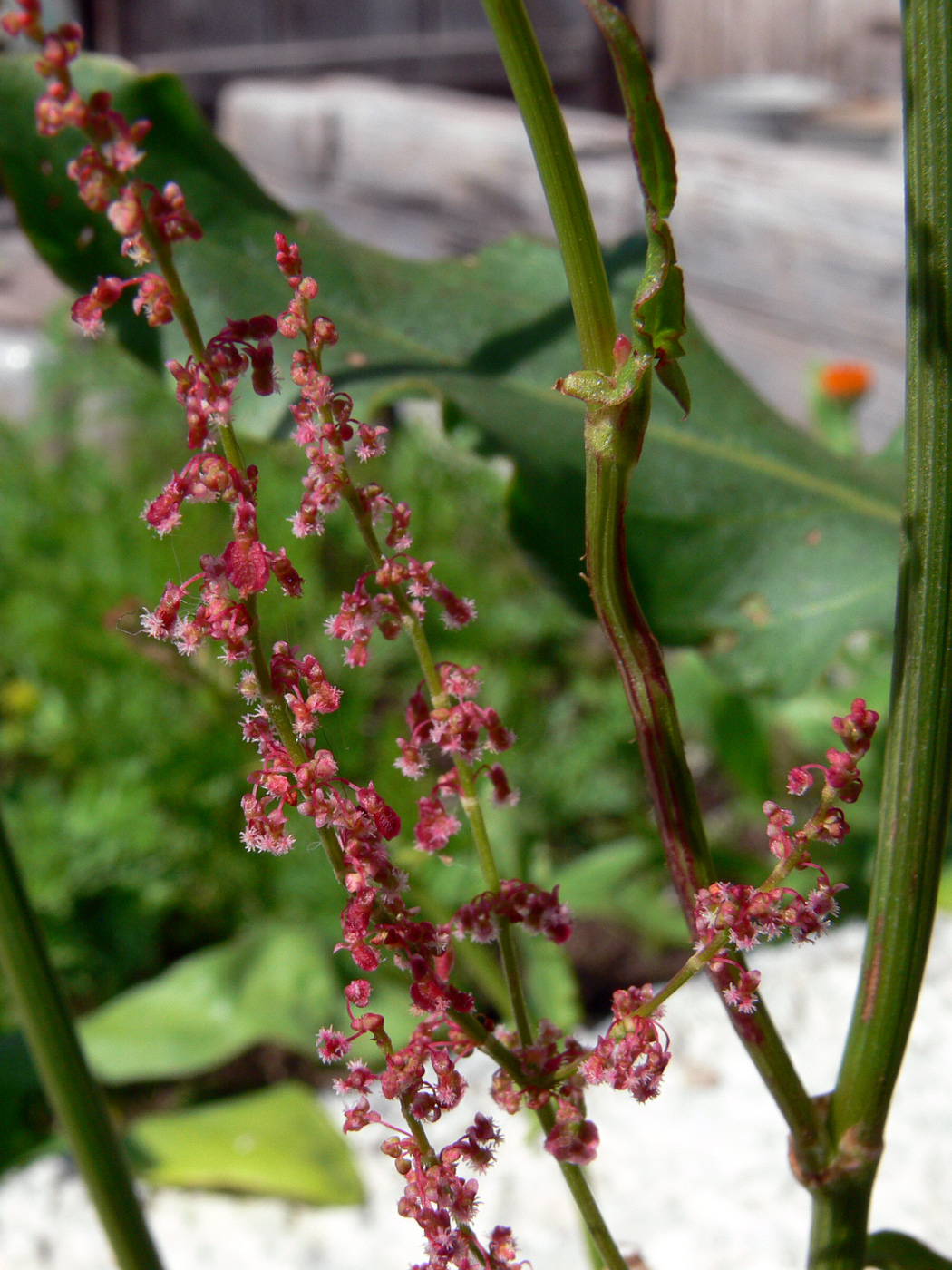 Image of Rumex acetosa specimen.