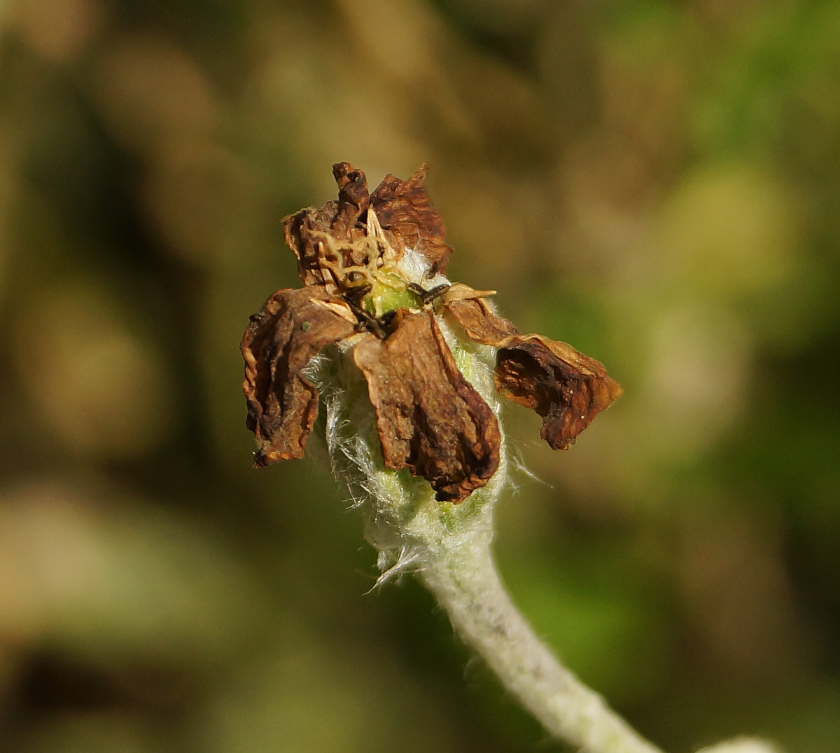 Image of Lychnis coronaria specimen.