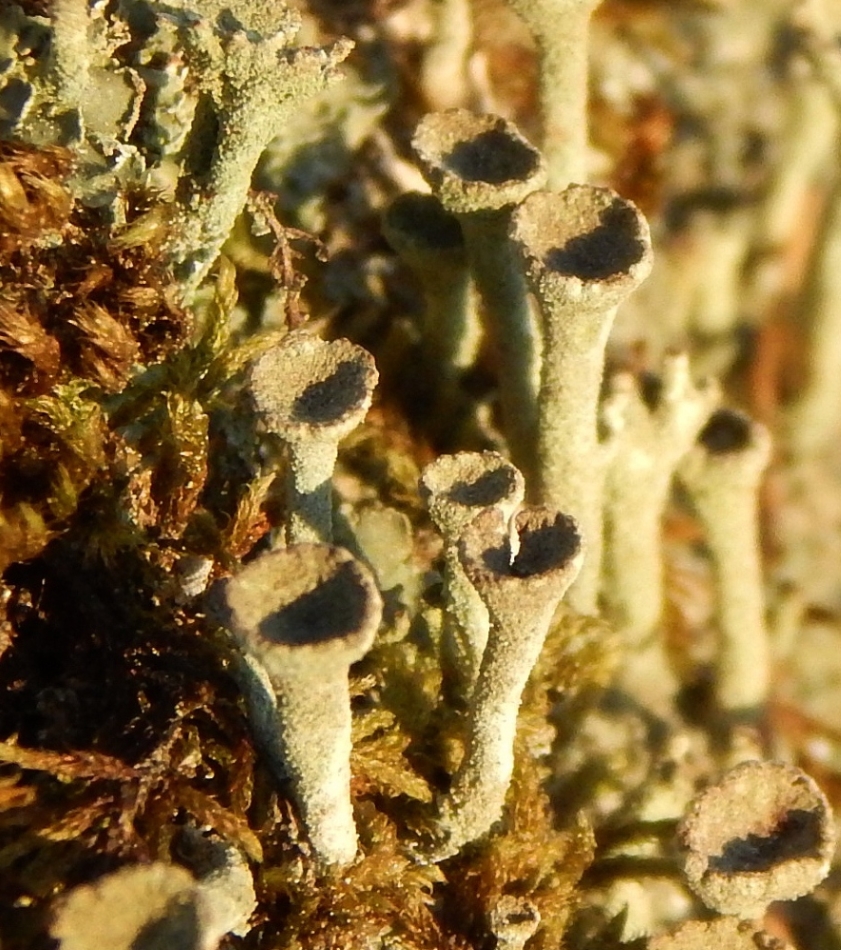 Image of genus Cladonia specimen.