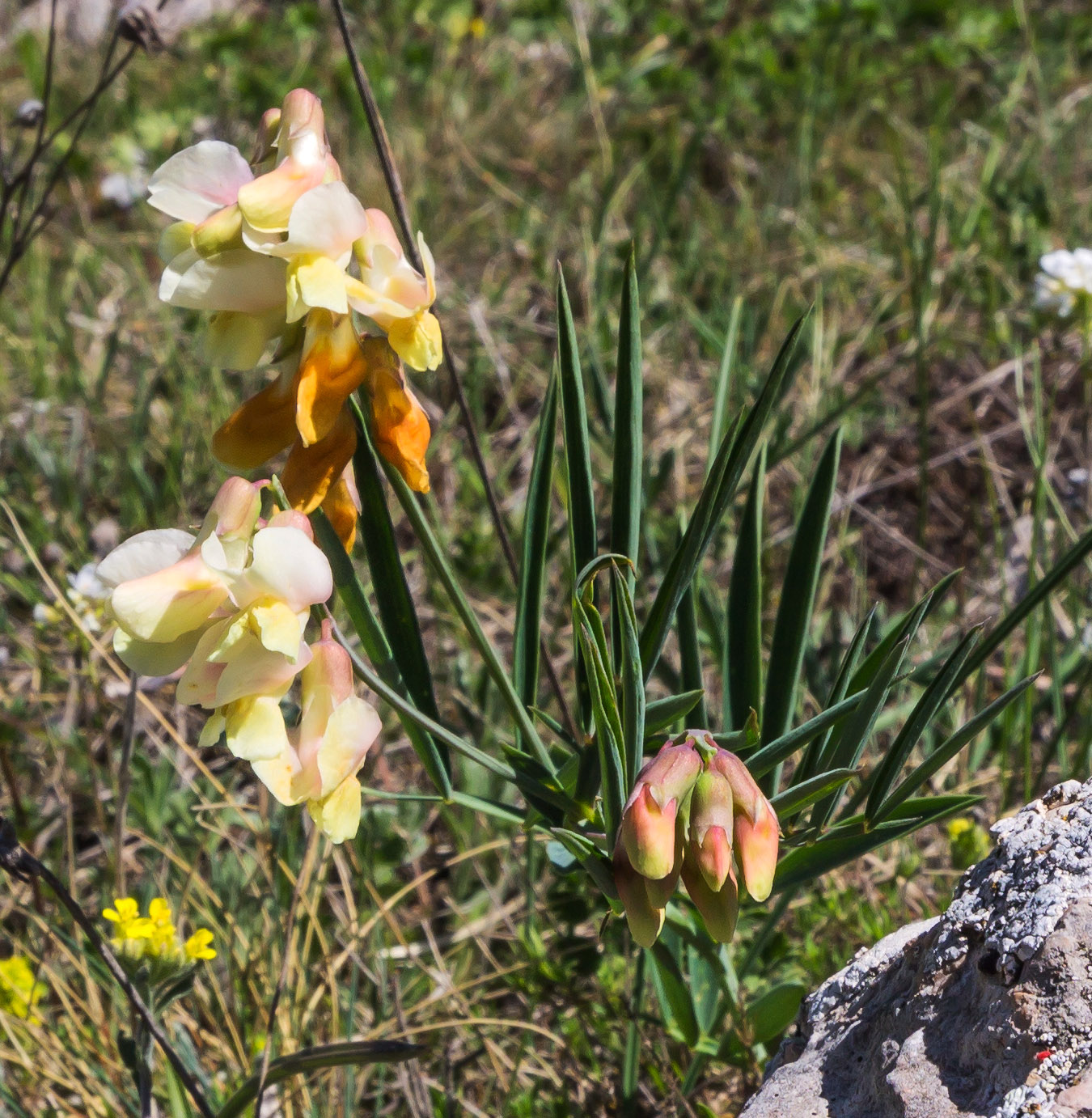 Image of Lathyrus lacaitae specimen.