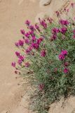 Astragalus stevenianus