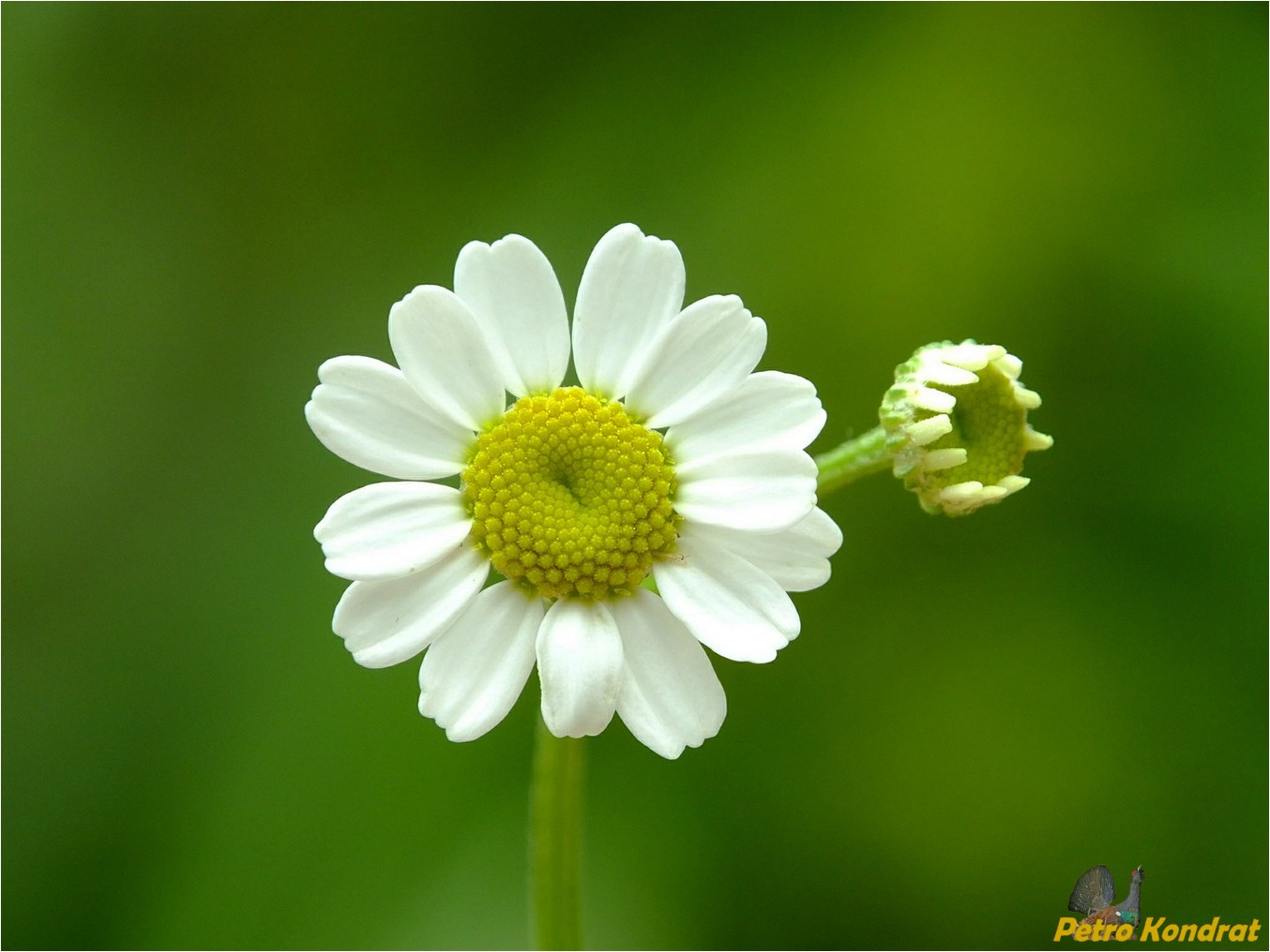 Image of Pyrethrum parthenium specimen.