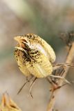 Hesperaloe parviflora. Вскрывшийся плод. Израиль, г. Бат-Ям, в озеленении. 14.09.2017.