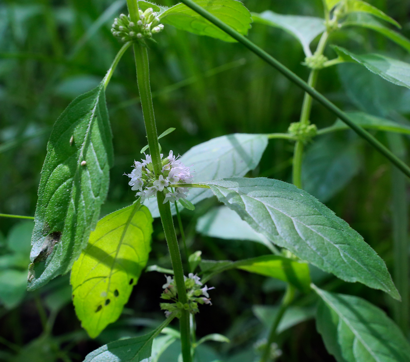 Image of Mentha arvensis specimen.